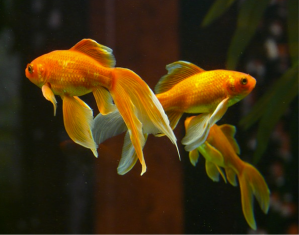 Image 3 goldfishes